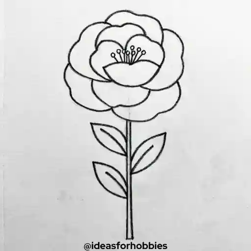 Camellia Flower Drawing With Pencil