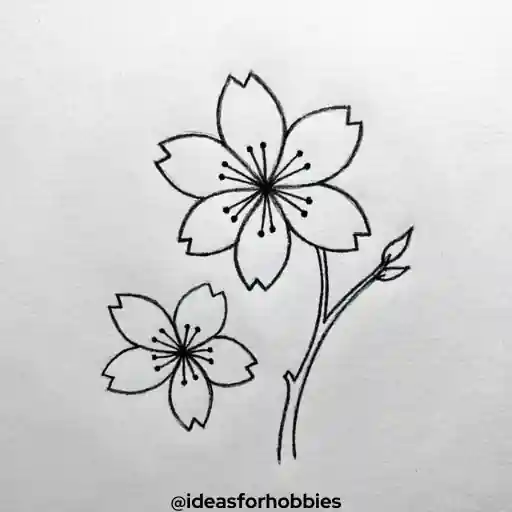 Cherry Blossom Flower Drawing With Pencil