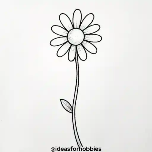 Daisy Flower Drawing With Pencil