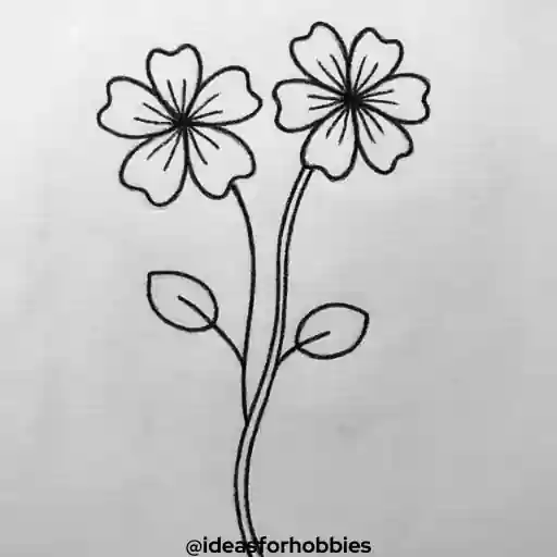 Geranium Flower Drawing With Pencil