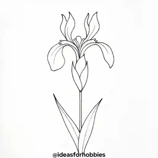 Iris Flower Drawing With Pencil