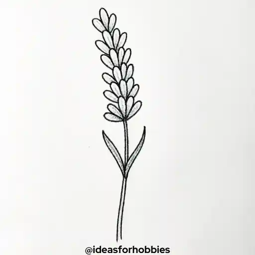 Lavender Flower Drawing With Pencil