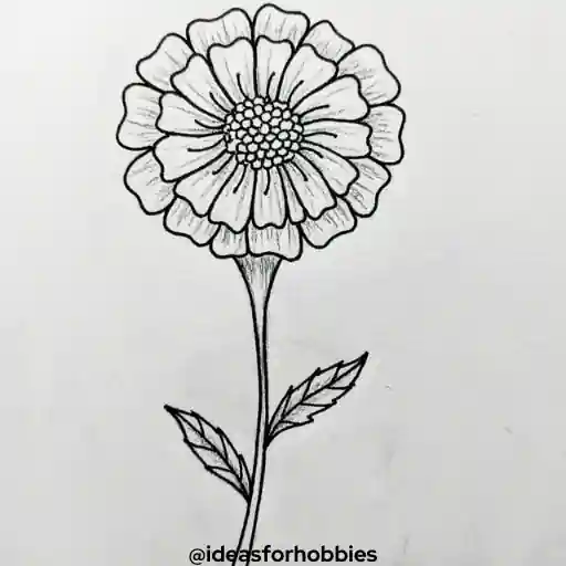 Marigold Flower Drawing With Pencil