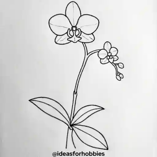 Orchid Flower Drawing With Pencil