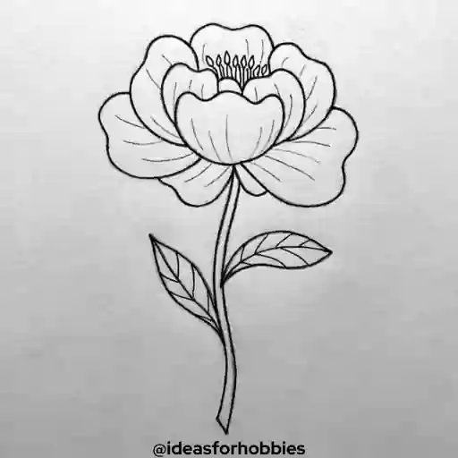 Peony Flower Drawing With Pencil