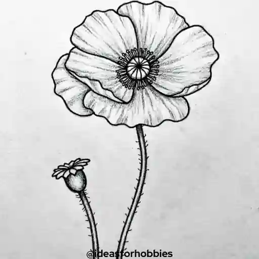 Poppy Flower Drawing With Pencil