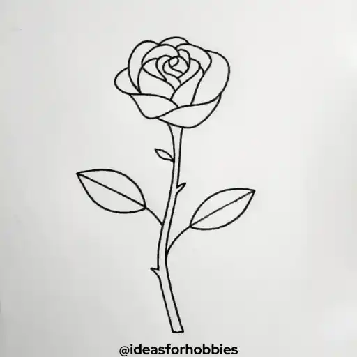 Rose Flower Drawing With Pencil