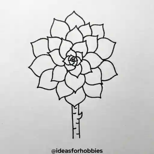 Succulent Flower Drawing With Pencil