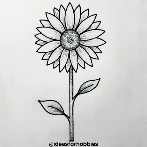 Sunflower Drawing With Pencil