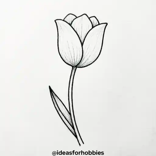 Tulip Flower Drawing With Pencil